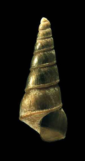 Baicalia carinata