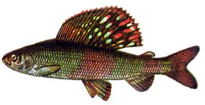 Thymallus_baicalensis