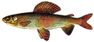 Thymallus_brevipinnis