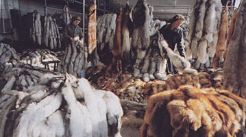 At Irkutsk fur center. From the book by M.Vinokurov and A.Sukhodolov "Economics of Irkutsk Region"