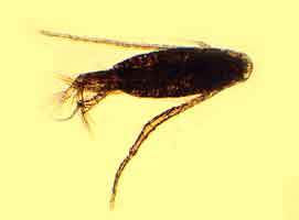 Eudiaptomus graciloides